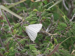 Neuromelia selectata