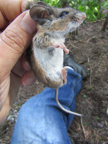 Brush Deermouse