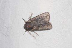 Euxoa velleripennis