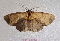 Semaeopus caparonensis