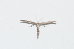 Oidaematophorus