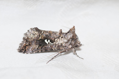 Syngrapha alias