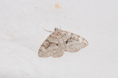 Thera contractata