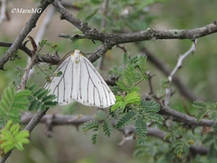 Neuromelia selectata