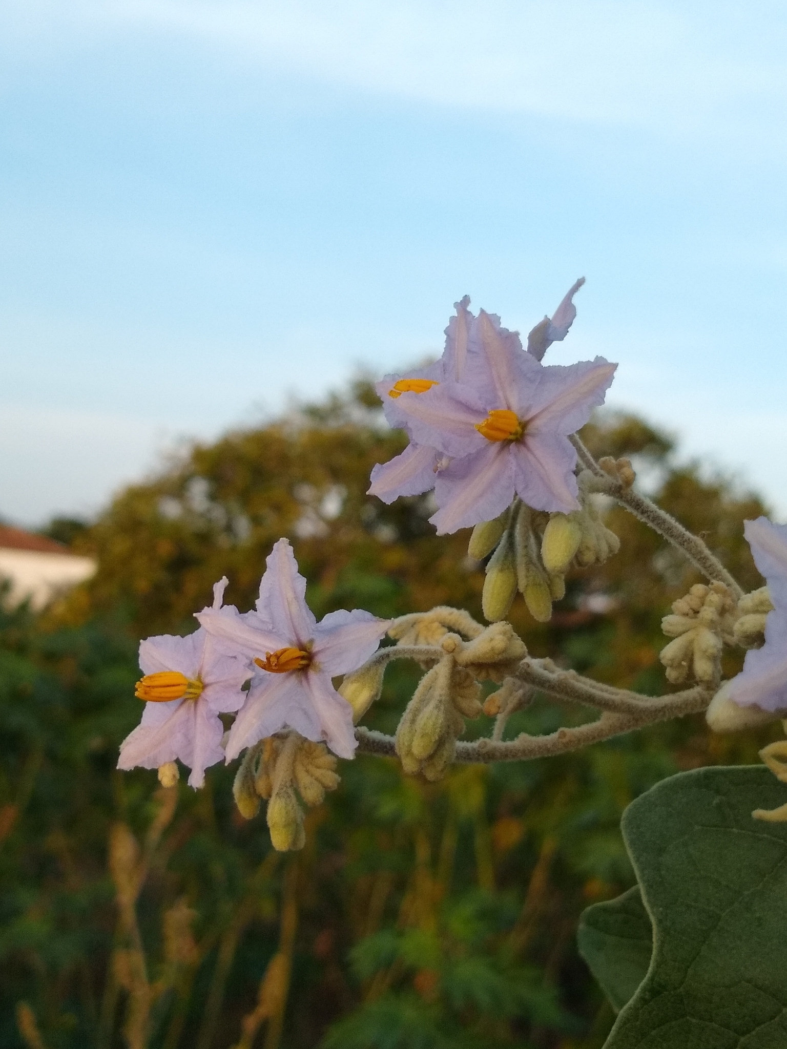 Solanum paniculatum