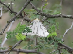 Neuromelia selectata