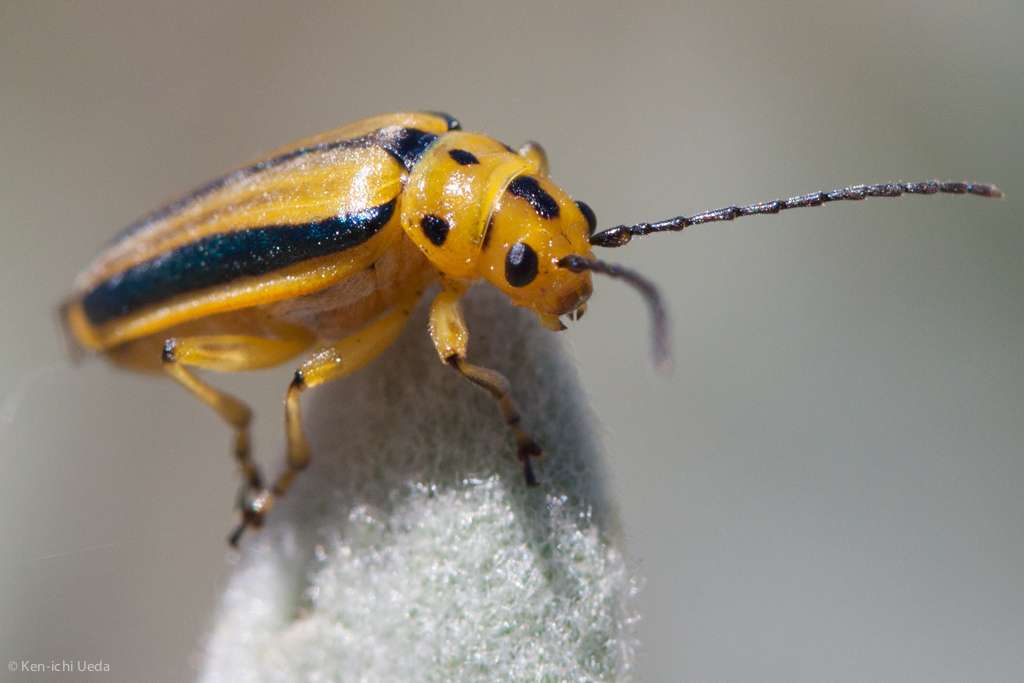 yerba santa beetle