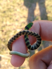 Erythrolamprus viridis