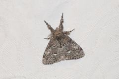 Dasychira plagiata