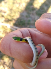 Erythrolamprus viridis