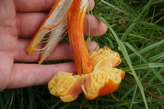 Hygrocybe intermedia