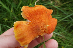 Hygrocybe intermedia