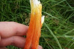 Hygrocybe intermedia