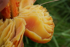Hygrocybe intermedia