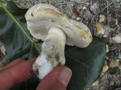 Xanthoconium stramineum