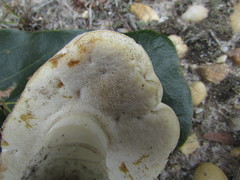 Xanthoconium stramineum