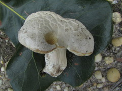 Xanthoconium stramineum