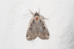 Eueretagrotis sigmoides