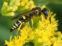 Philanthus solivagus