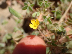Oxalis pilosa