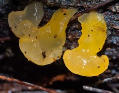 Heterotextus miltinus