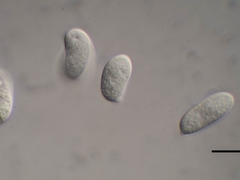 Heterotextus miltinus