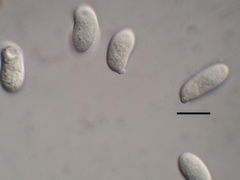 Heterotextus miltinus