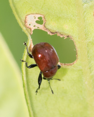 Attelabinae