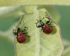 Attelabinae