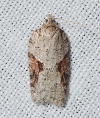 Acleris ptychogrammos