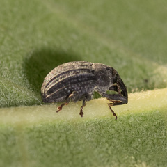 Rhyssomatus