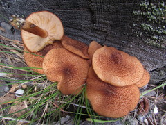 Tricholomopsis formosa