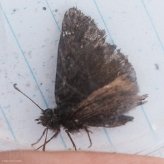 Erynnis pacuvius