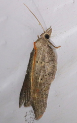 Acleris effractana