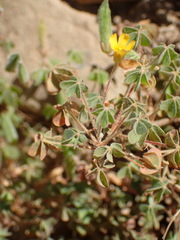 Oxalis pilosa