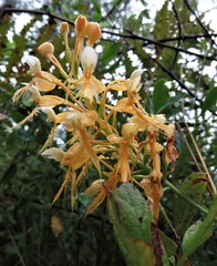 Platanthera × lueri