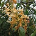 Platanthera x lueri - Photo (c) j_appleget, some rights reserved (CC BY-NC), uploaded by j_appleget