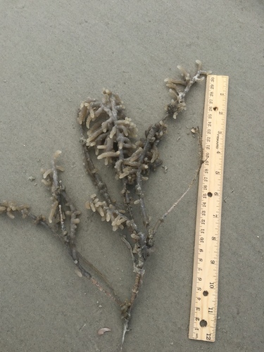 Alcyonidium hauffi