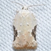 Bent-winged Acleris Moth - Photo no rights reserved, uploaded by Chrissy McClarren and Andy Reago