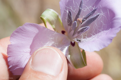 Calochortus splendens