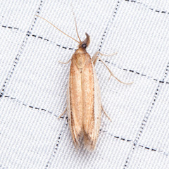 Tampa dimediatella