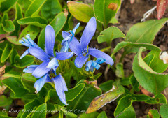 Gentianopsis barbellata