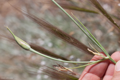 Calochortus splendens