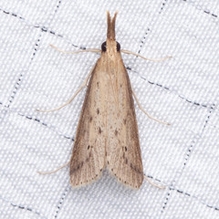 Donacaula longirostrallus