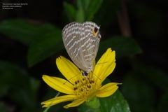 Jamides celeno aelianus