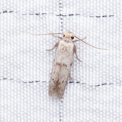 Hypatopa punctiferella