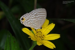 Jamides celeno aelianus