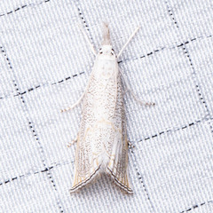 Haimbachia squamulellus