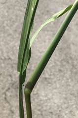 Echinochloa colona