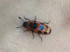 Episcaphula australis